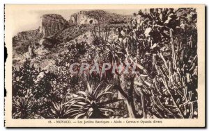 Old Postcard Monaco Exotic Gardens Aloes Cereus and Opuntia various