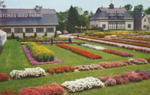 Stokes Seeds St. Catherines Ontario ON Flowers Gardening Vintage AD Postcard E12