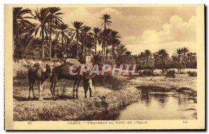 Old Postcard Gabes Camels At the edge of L & # 39Oasis