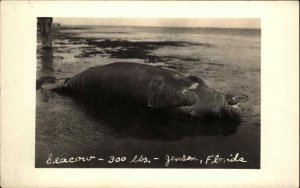 Jensen Beach Florida FL Beached Sea Cow Sirenia Real Photo Postcard