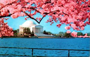 Washington D C Jefferson Memorial With Cherry Blossoms