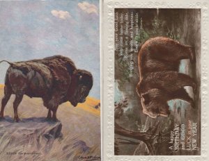 Bison Brown Bear Real Photo Old Greetings 2x Postcard s