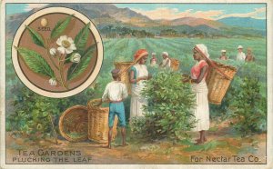 Tea related advertising vintage chromo Nectar Tea Gardens plucking the leaf