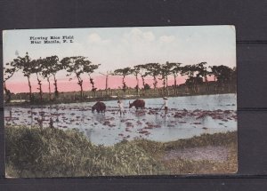 PHILIPPINES, MANILA, PLOWING RICE FIELD, c1910 ppc., unused.