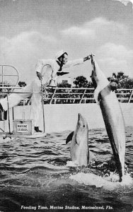 Feeding Time at Marine Studios Porpoises Marineland FL 