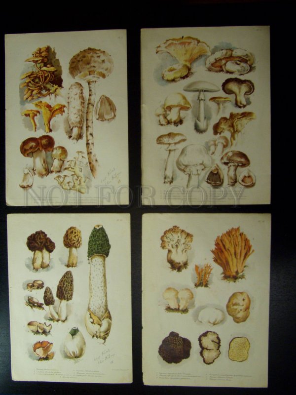 138023 1888 BEM Boehm mushrooms Book with 8 Lithographs