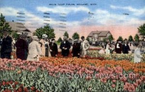 Nelis Tulip Fields - Holland, Michigan MI  