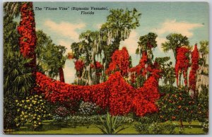 Vtg Florida FL Flame Vine Bignonia Venusta 1930s View Old Linen Card Postcard