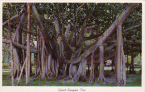 Florida Trees Giant Banyan Tree