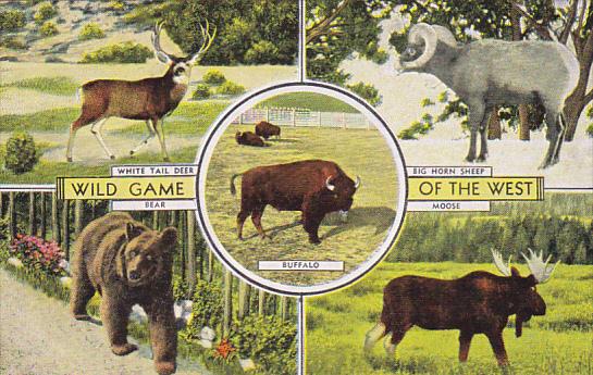 Wild Game Of The West Bear Deer Sheep Moose and Baffalo