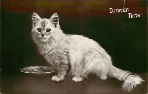 RPPC Cat Postcard Dinner Time Fluffy White Or Silver Tabby Cat