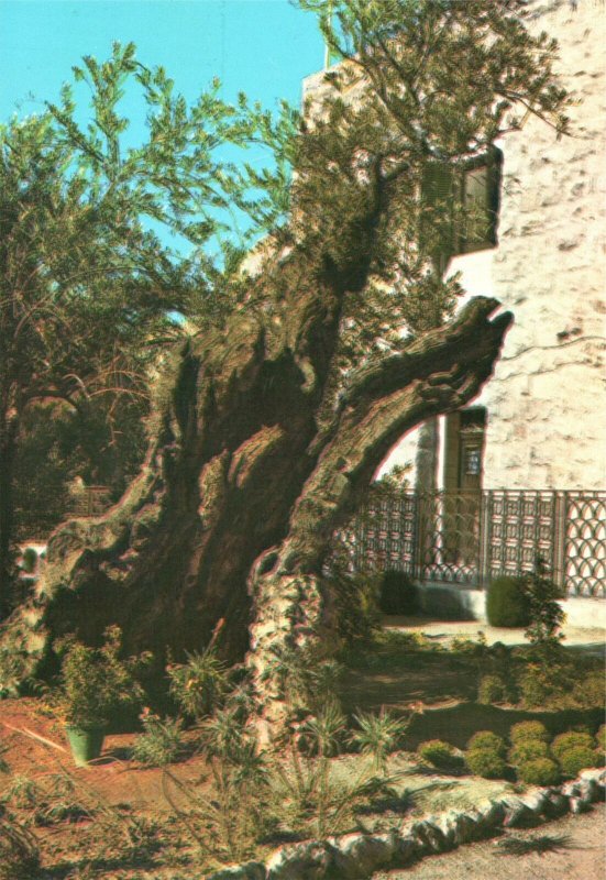 Postcard The Garden Of Gethsemane Olive Trees Grow Plentifully Jerusalem Israel