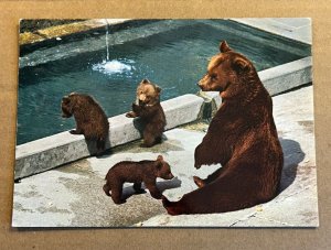 UNUSED POSTCARD - BEAR PIT, BERNE, SWITZERLAND - COUPLE OF LIGHT CREASES