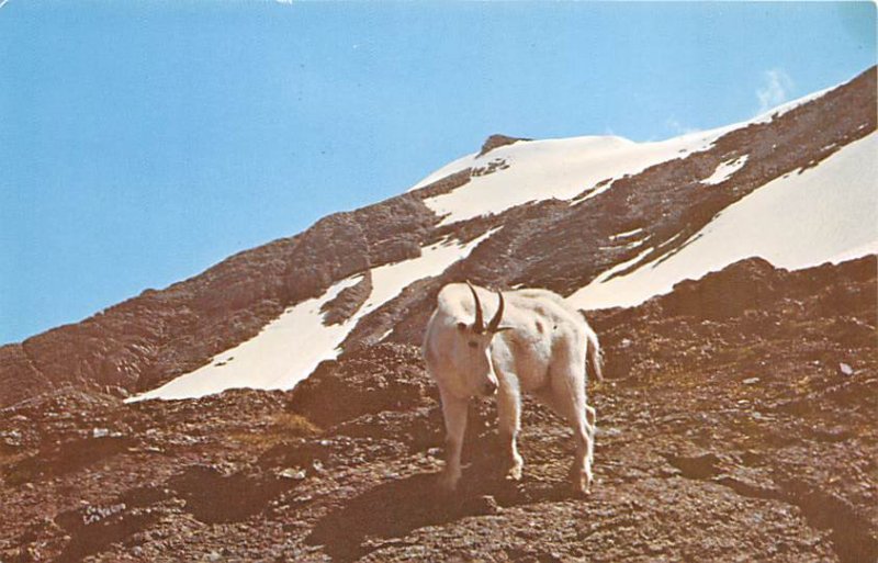 Mountain Goat Sheep Unused 