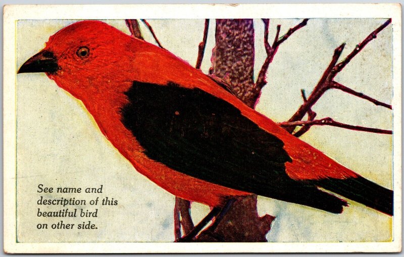 Animals- Scarlet Tanager, A Brilliant Bird Black Wing & Tail, Vintage Postcard