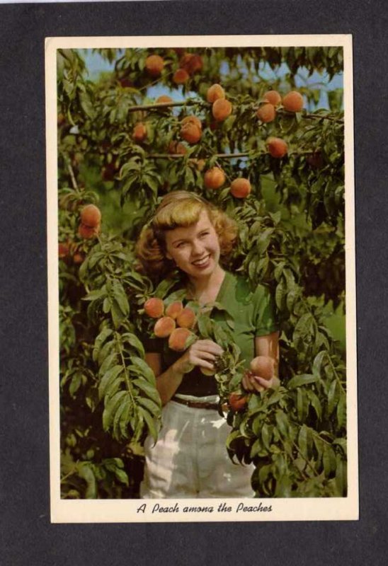 Woman Girl Picking Harvesting Peaches Peach Tree Farming Postcard