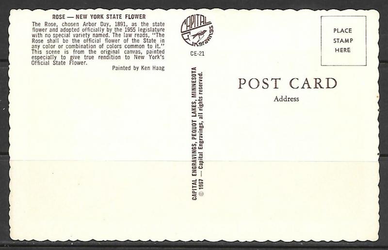 New York - Rose - Official State Flower - [NY-033]