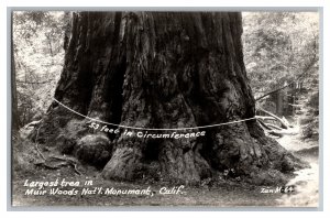 Postcard CA Muir Woods National Monument California Largest Tree 53' Circumf.