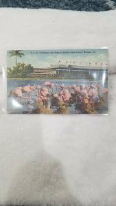 Antique Postcard, Flamingos and Nests at Hialeah Race Course, Hialeah, Florida