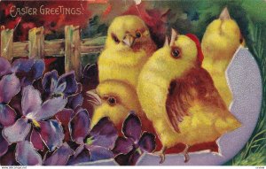 EASTER, 1900-10s; Greetings, Four chicks in purple egg shell, Violets, Gold D...