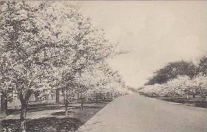 Washington Dc Potomac Park Cherry Blossoms Albertype