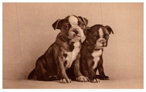 Dog , Pair of pups