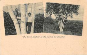 Massachusetts The Seven Birches Antique Postcard J50036 