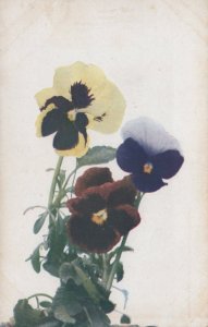 Nature Postcard - Flowers - Pansies SW1916