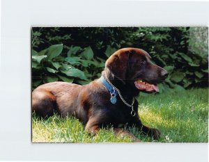 Postcard Bosco North Shore Animal League Port Washington New York USA