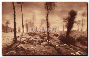 Old Postcard In Limousin Sheep Pasture