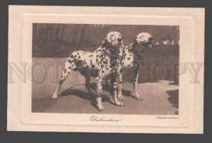 094945 DALMATIEN Dalmatiner DALMATIAN Champion Vintage Photo