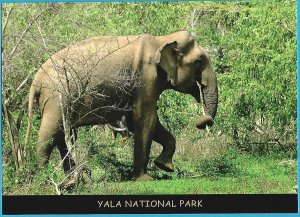 SRI LANKA WILD ELEPHANT AT YALA NATIONAL PARK - MAIL CARD FROM SRI LANKA