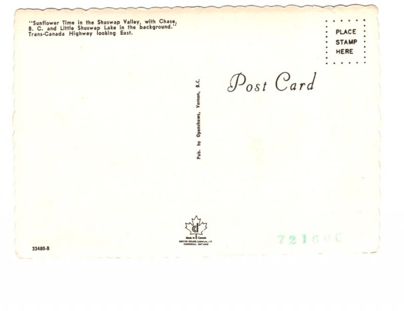 Sunflower Time, Shuswap Valley, British Columbia