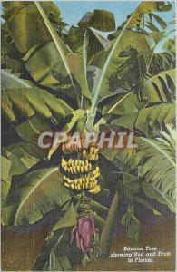 Old Postcard Banana Tree showing Bud and Fruit in Florida