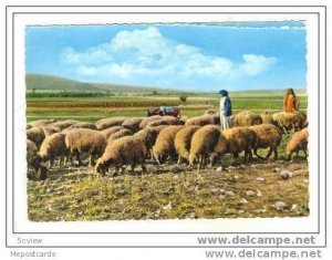 RP Lebanon(Liban), Sheepherder & Flock, 30-50s