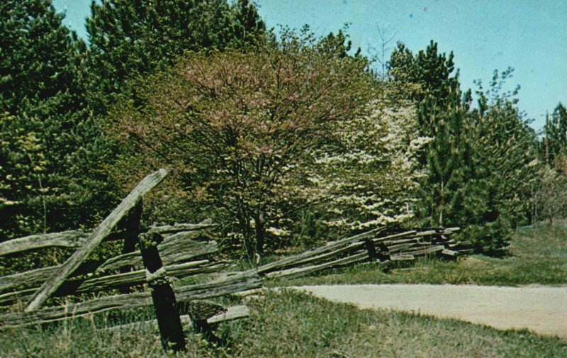 Southern Indiana IND, Nature Trees A Scene, Roadway Grass, Vintage Postcard