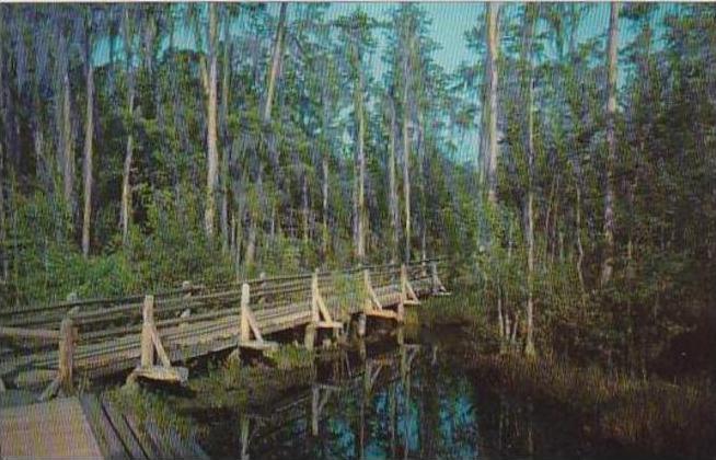 Georgia Waycross Okefenokee Swamp Park