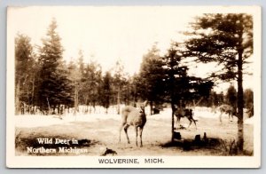 RPPC Wild Deer In Northern Michigan Wolverine Real Photo Postcard U27