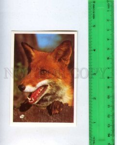 259917 USSR Fox photo Polyanskiy Pocket CALENDAR 1990 year