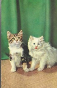 Two cats, on alert  Vimntage Italian photo postcard 9 x 14 cms.