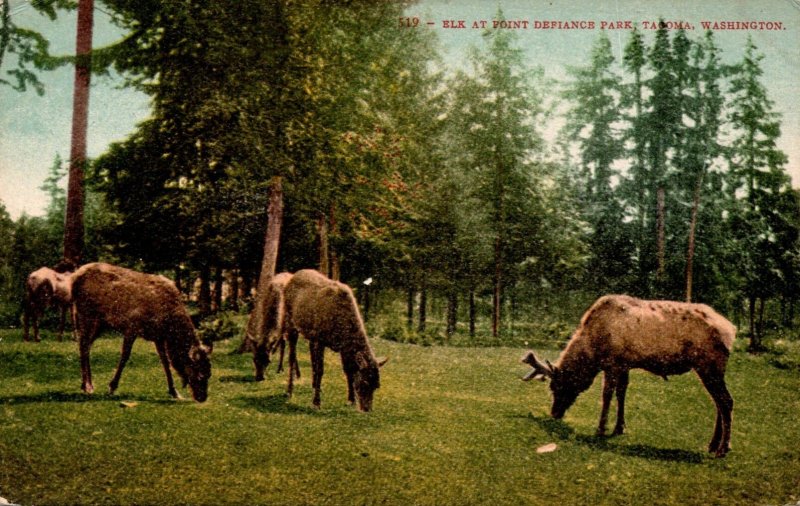 Washington Tacoma Elk At Point Defiance Park