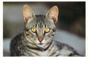 Photo postcard Werner Layer cat