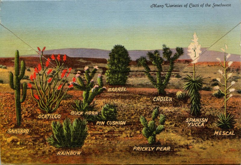 Folder - Southwestern Desert, Plant Life     18 views + narrative