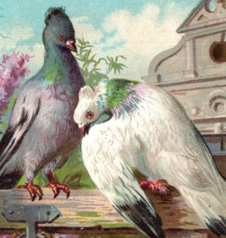 1880s Victorian Christmas Card Beautiful Birds Pigeons #6N