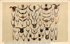 Unmounted African Horns Albert's Buckhorn Saloon - San Antonio, Texas TX  