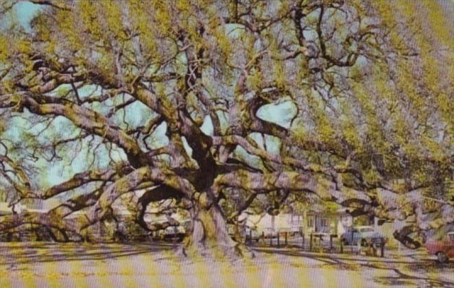 Florida Trees The Nighty Treaty Oak In Jacksonville