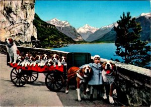 Fluelen, Switzerland  CHILD & ST BERNARD DOGS & Wagon Of PUPPIES  4X6 Postcard
