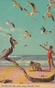 Birds Feeding The Sea Gulls Along Florida's Coast 1972