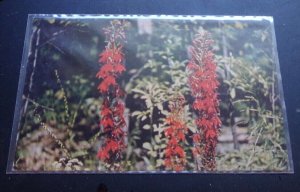 UNUSED POSTCARD - c1961 - CARDINAL FLOWER