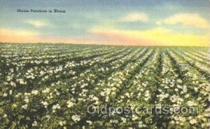 Maine Potatoes in Bloom Farming, Farm, Farmer  Unused 